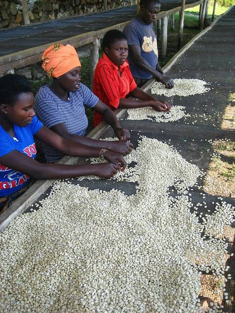 Rwanda-Trading-Co.-workers-sort-coffee-beans-for-sale-to-Starbucks-Folgers-etc.-062910-by-One.org_, Rwanda's Victoire Ingabire Umuhoza speaks to Women's International News Gathering Service, World News & Views 