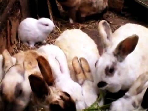 Earless-bunny-near-Fukushima-0611, Is the increase in baby deaths in the northwest U.S. due to Fukushima fallout? How can we find out?, World News & Views 