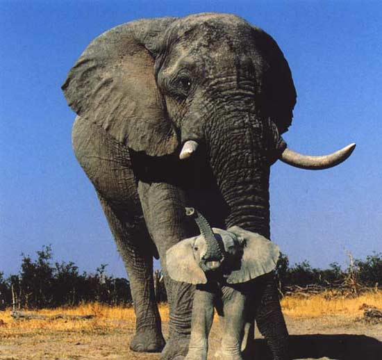African-elephants-mom-baby2, Stop the wicked West! Out of the killing fields in Ivory Coast and Libya comes a new world order, World News & Views 