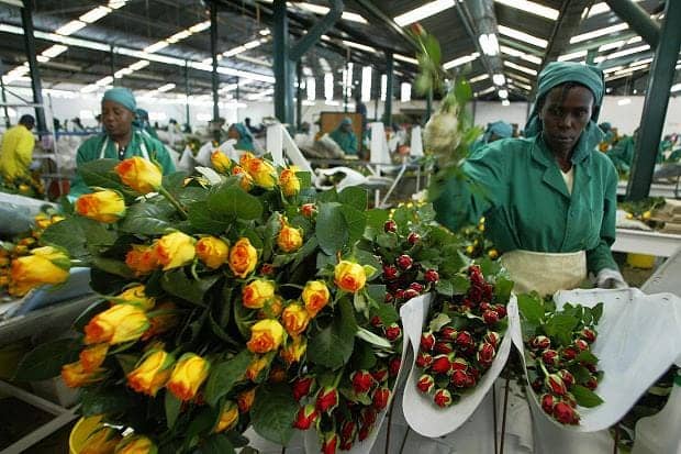 Karuturi-Global-factory-workers-process-roses-Africa-by-Simon-Maina-AFP, India emerges as leader in 21st century ‘Scramble for Africa’, World News & Views 