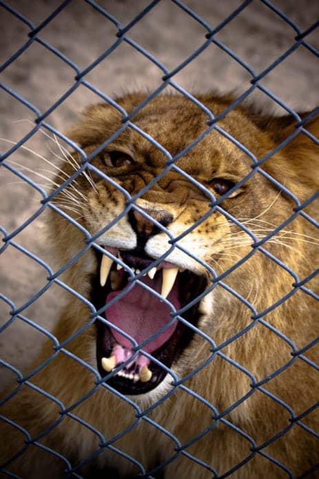 angry-caged-lion-cub, Animals: CDCR human exploitation in the 21st century, Abolition Now! 