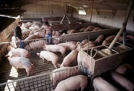 Pigs-on-Texas-prison-farm-cooled-in-750000-facility-prisoners-left-in-120-heat, Texas prisons spend money cooling pigs, while inmates are dying from 120 degree heat, Abolition Now! 