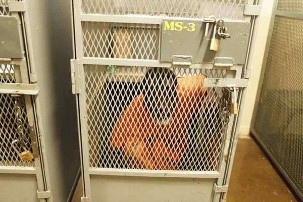 Cali-Institution-for-Men-holding-cages-060311-by-Lucy-Nicholson-Reuters, Broad coalition responds to 2-year extension on prison overcrowding case, Abolition Now! 