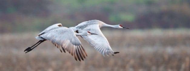 Sandhill-cranes, Skepticism growing toward ‘twin tunnels’ project: Gov. Brown’s Bay Delta Conservation Plan in hot water, News & Views 