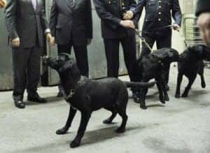Drug-sniffer-dogs-Wheatfield-Prison-Ireland-by-Sasko-Lazarov-Photocall-Ireland-300x219, California Department of Corrections and Rehabilitation tries to fast track draconian prison visiting policies, proposing use of canines and controversial ION scanners, Abolition Now! 