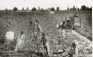 Forced-laborers-picking-cotton-Miss.-1880s-court-Slavery-by-Another-Name-300x185, Robert ‘Fleetwood’ Bowden’s ‘Da Cotton Pickas’ to be featured in Oakland International Film Festival, Culture Currents 