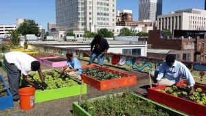 Metro-Atlanta-Task-Force-for-the-Homeless-roof-garden-0515-300x169, Task Force shelter producing pounds of veggies on rooftop garden, News & Views 