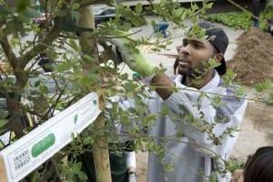Young-Black-man-stabilizes-new-street-tree-by-Friends-of-the-Urban-Forest-web-300x200, More street trees coming to Bayview Hunters Point in November, Local News & Views 