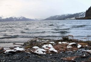 Bird-die-off-common-murres-on-Juneau-boat-harbor-beach-0116-by-AP-300x203, Fukushima fallout: Throwing radioactive caution to the wind – and sea, World News & Views 