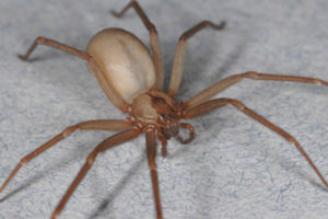 brown-recluse-spider-sized-300x200, Cold disregard: Texas prison guards and University of Texas medical staff ignore excruciatingly painful spider bite, Behind Enemy Lines 