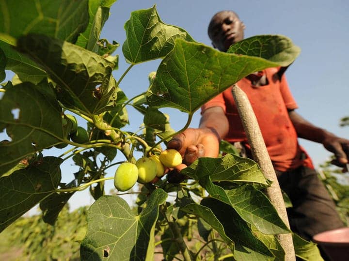 Man-harvests-Jatropha-tree-fruit-Ivory-Coast-by-Kambou-Sia-AFP, India emerges as leader in 21st century ‘Scramble for Africa’, World News & Views 