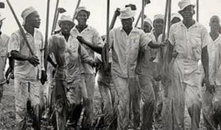Young-sharecroppers-or-field-workers, Fleetwood’s new film, ‘Da Cotton Pickas’, Culture Currents 