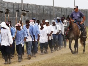 Angola-prisoners-marched-to-farm-work-web-1-300x225, George Jackson University supports the historic Sept. 9 strike against prison slavery, Abolition Now! 