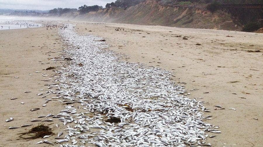 White-croaker-fish-die-off-at-Manresa-State-Beach-2014, The future of all life: Indigenous sovereignty and the Fukushima nuclear disaster, World News & Views 