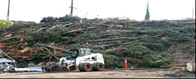 Clearcutting-at-HP-Shipyard-web, Dirty development vs. environmental protection, Archives 1976-2008 Local News & Views 
