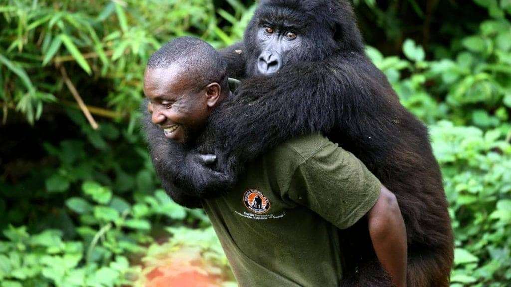 Virunga-National-Park-Congolese-Ranger-Andre-Baum’s-job-is-gorilla-caretaker-1, DRC’s Virunga: Park, gorillas and rangers all under attack, World News & Views 