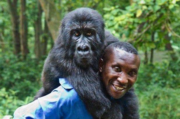 Virunga-National-Park-Congolese-Ranger-Andre-Baum’s-job-is-gorilla-caretaker-2, DRC’s Virunga: Park, gorillas and rangers all under attack, World News & Views 