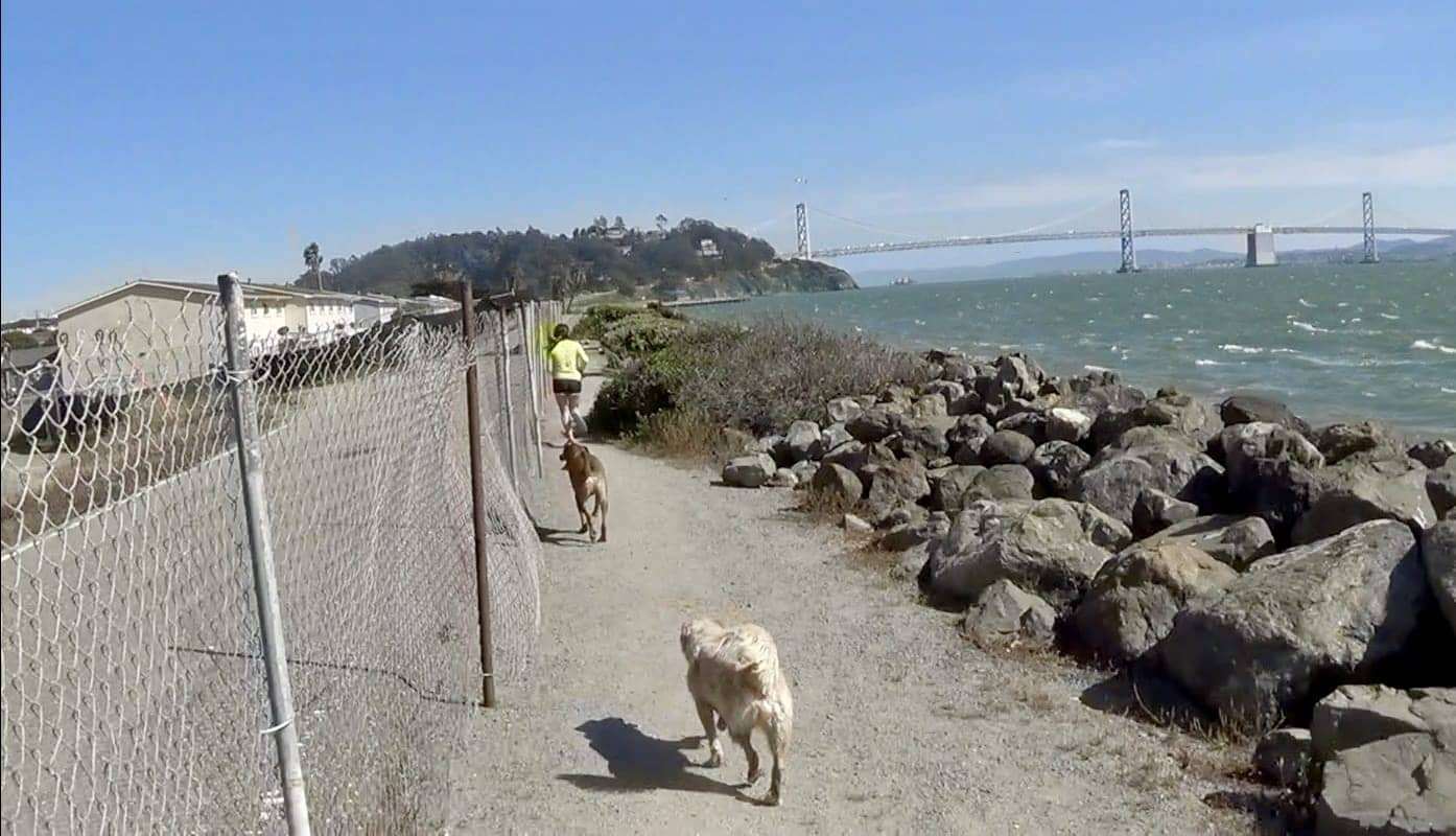 Treasure-Island-resident-jogs-w-3-dogs-next-to-radiation-cleanup-zone-across-Bay-from-SF-by-Carol-Harvey, Yes, there is intelligent life on Treasure Island, Local News & Views 