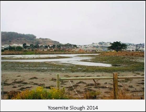 Yosemite-Slough-Wetland-Restoration-Project, The lost shores of Yosemite Slough, Local News & Views 
