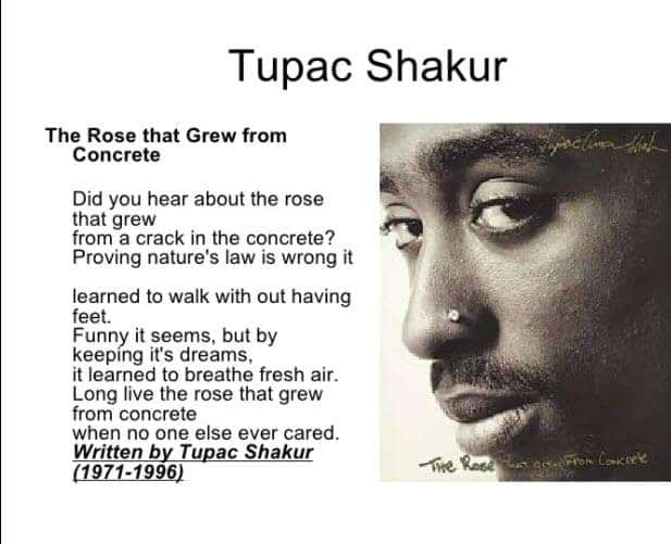 The-Rose-that-Grew-from-Concrete-by-Tupac-meme-with-portrait, Liberate the Caged Voices: The rose began to grow from concrete, Abolition Now! 