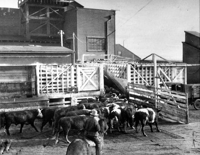 Third-Evans-in-BVHP-cy-San-Francisco-History-Center-SF-Public-Library-AAB-6727.jpg, On the unspeakable history of animal cruelty at the Hunters Point Naval Shipyard, Local News & Views 