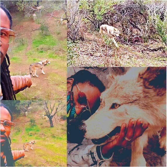 Scid-Howard-befriends-a-wolf-4-photo-collage, Oakland’s ‘Trap Nature’ man: Scid Howard speaks, Culture Currents 