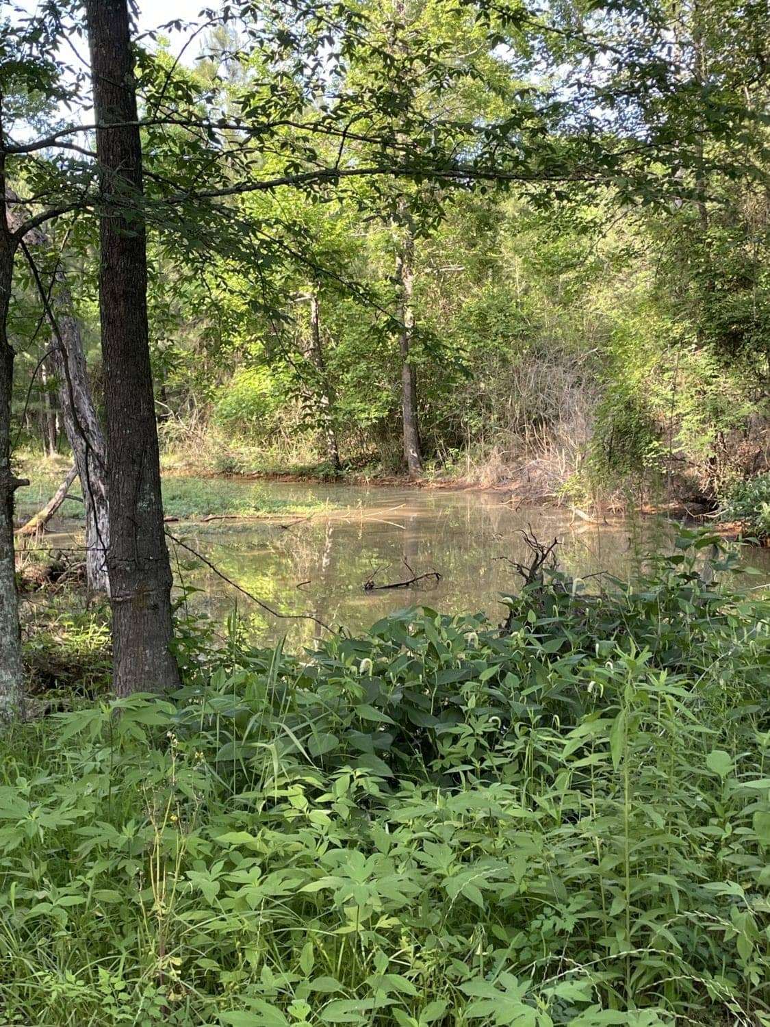 East-Liberty-trip-Nancy-Willie-Ratcliff-Sr.s-homesite-051822-by-Mea, Coming home to freedom in East Liberty, Culture Currents News & Views 