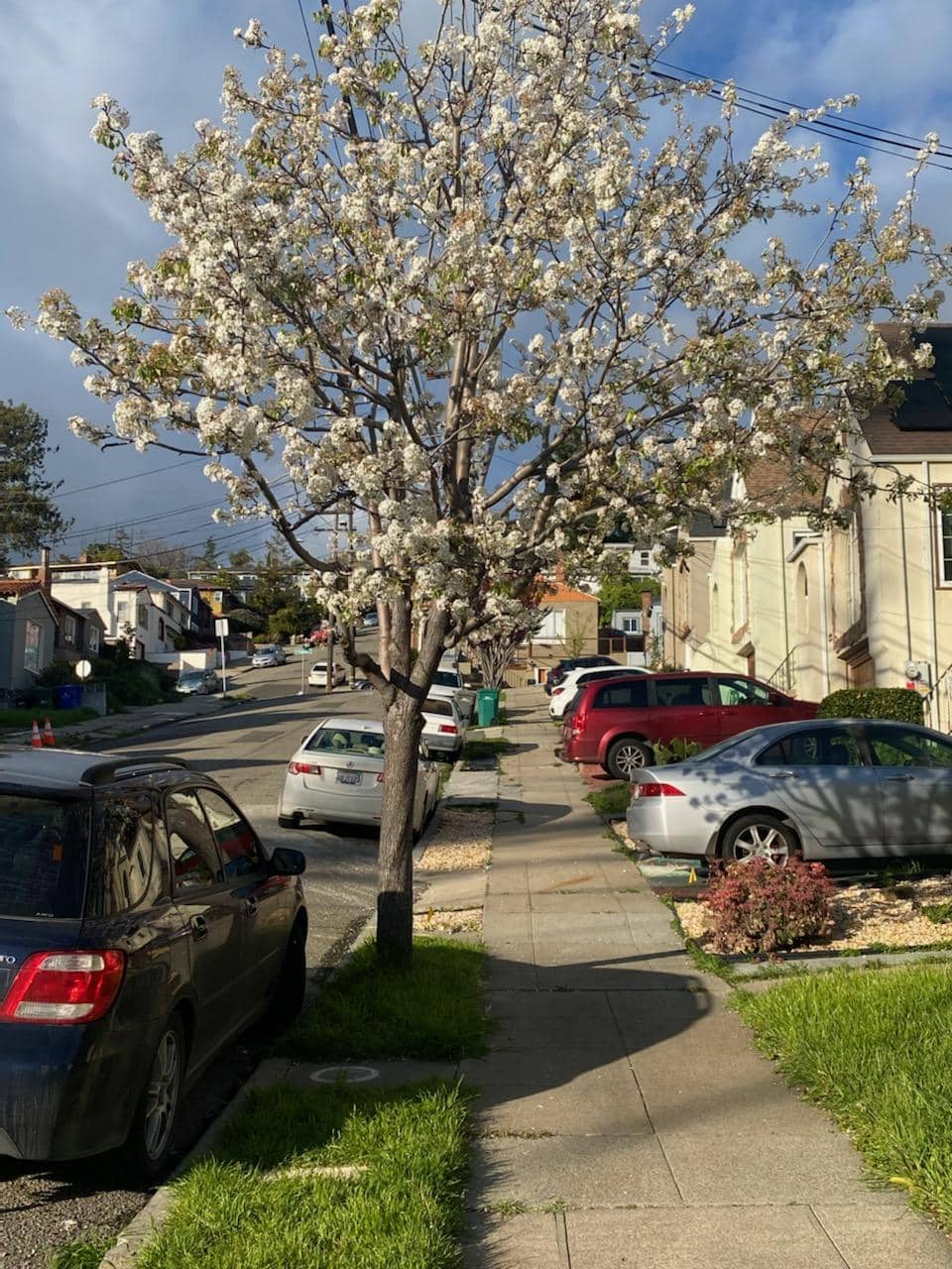 Fruit-trees-in-Oakland-California, Free fruit trees for Oakland residents, Featured Local News & Views 