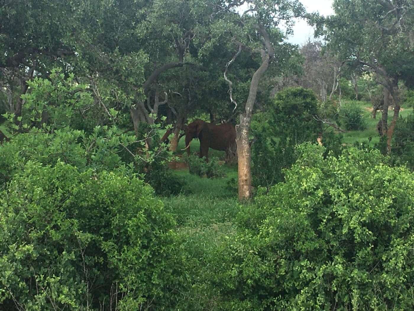 Elephant-in-the-forest-1400x1050, Honey’s delight: Exploring the medicinal properties of East African honey, Culture Currents News & Views World News & Views 