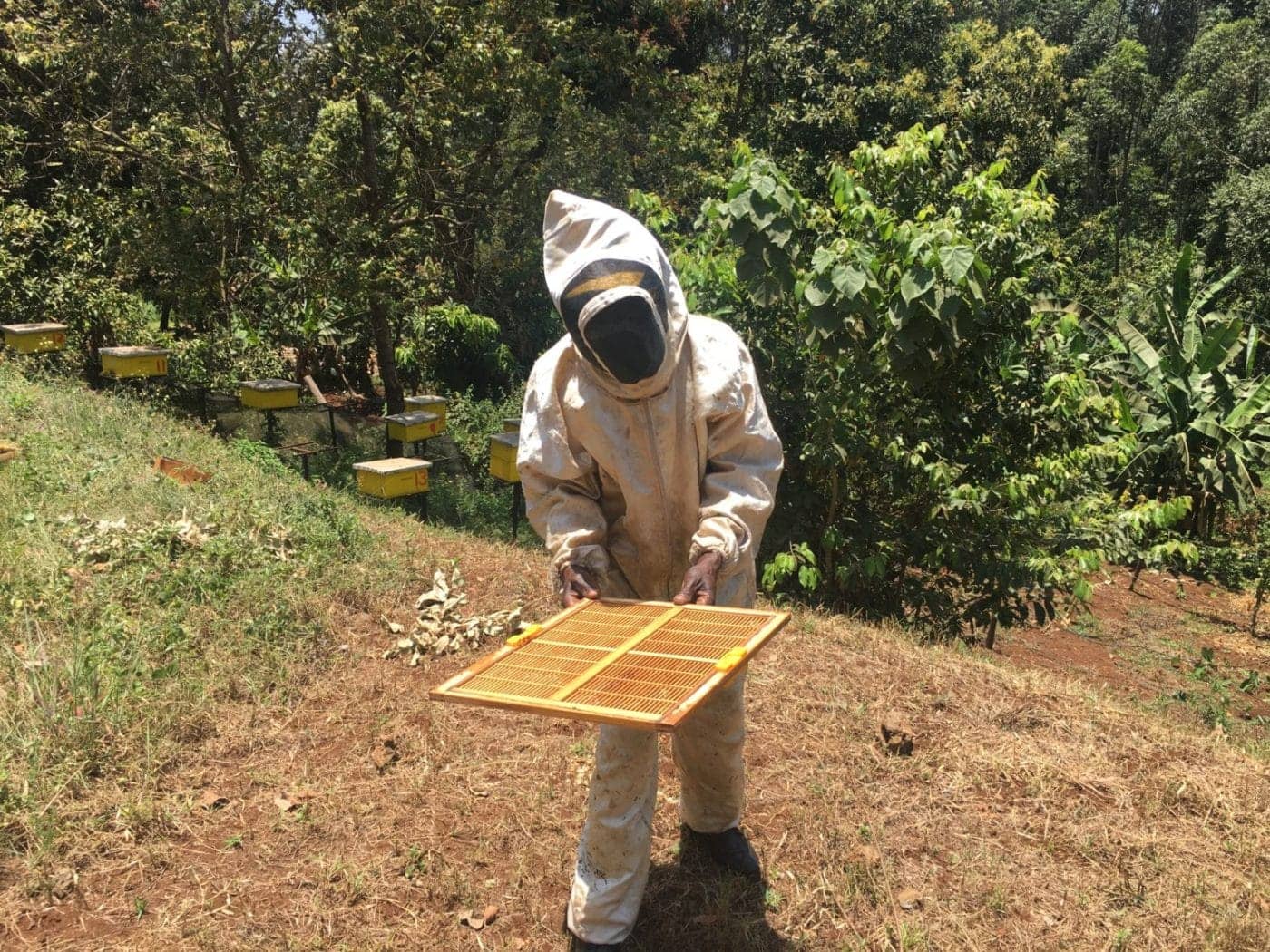 Kenneth-Randolph-bee-keeping-1400x1050, Honey’s delight: Exploring the medicinal properties of East African honey, Culture Currents News & Views World News & Views 