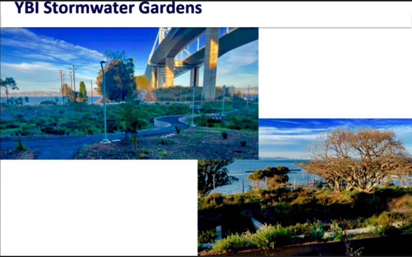 Stormwater-Gardens-on-Yerba-Buena-Island-by-Carol-Harvey-1400x875, Dear Treasure Island Authority Board, thanks (but really no thanks) for the toxic parks!, Local News & Views 