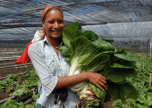 organoponicos-one-of-the-main-components-of-cubas-agroecological-strategy, Cuba addresses US-sponsored terrorism in the Caribbean, in the US mainstream media and against their homeland, Featured World News & Views 
