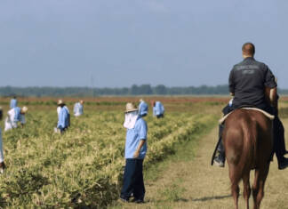 Black prisoners organize for dignity in Angola, Louisiana’s modern-day plantation