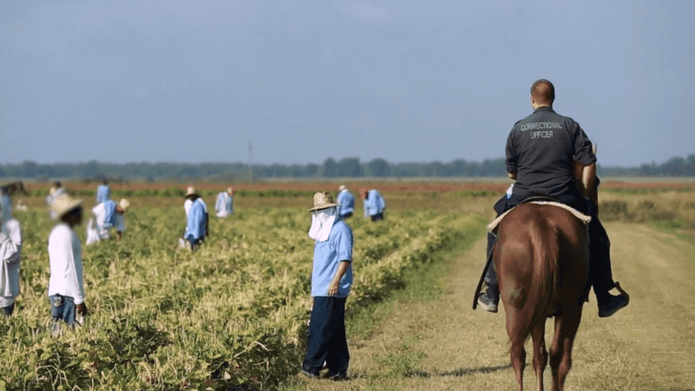 angola-prison-coditions-modern-day-slavery-guard-on-horseback-prisoners-in-field-via-natl-museum-of-af-am-history-culture, Black prisoners organize for dignity in Angola, Louisiana’s modern-day plantation, Abolition Now! angola-prison-coditions-modern-day-slavery-guard-on-horseback-prisoners-in-field-via-natl-museum-of-af-am-history-culture, Black prisoners organize for dignity in Angola, Louisiana’s modern-day plantation, Abolition Now!